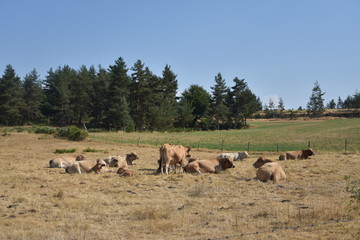 vache, aubrac