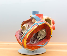 Anatomical model of human heart in cut