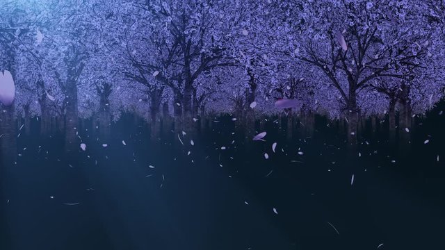 桜の森を進む_ループ_夜桜