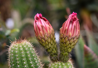 flower of cactus