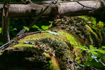 moss on a log