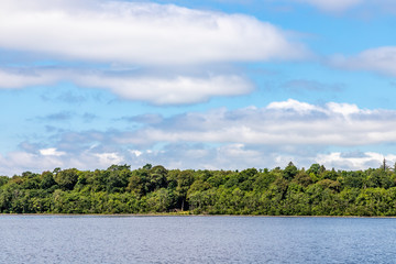 Forest in Island of Lough Corrib