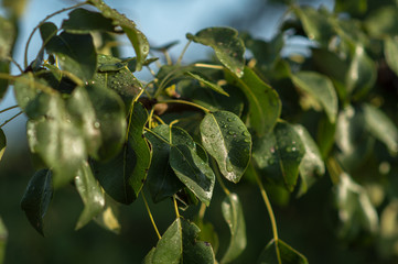 green leaves of wild pear in the morning in drops of dew