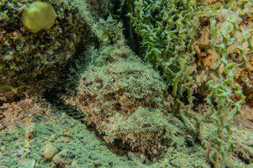 Coral reefs and water plants in the Red Sea, Eilat Israel