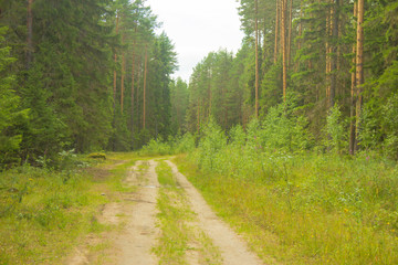 road in forest