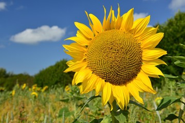 Sunflower, U.K. Summer plant.