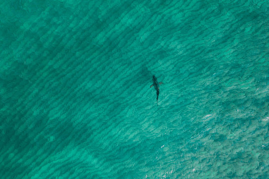 Shark from drone