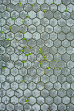 Hexagonal stone of pavement with grass. Texture of hexagonal cobble paving