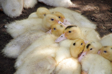 ducklings in a basket