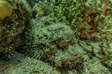 Coral reefs and water plants in the Red Sea, Eilat Israel
