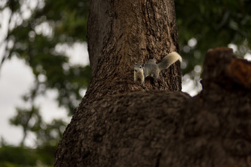 A grey eastern squirrel with white under belly and white bushy tail climbing over a larger tree trunk.