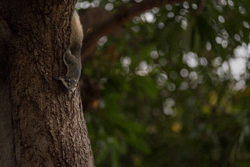A grey eastern squirrel with white under belly and white bushy tail climbing over a larger tree trunk.