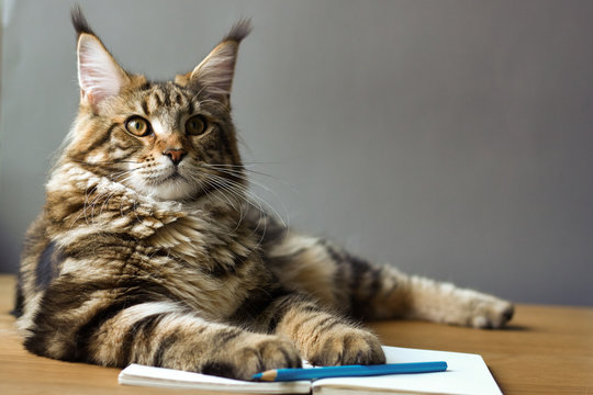 Close-up portrait of Maine Coon cat lies on a wooden table on an open notebook and blue pencil, selective focus, copyspace - Powered by Adobe