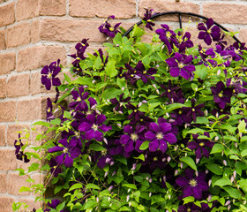 purple clematis flowers in full bloom against a brick wall 