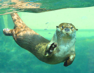 The European Otter - Lutra lutra playing and hunting underwater. This animal is dangerous pest for...