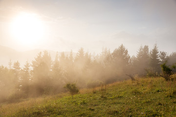 Obraz na płótnie Canvas Fog in the forest.