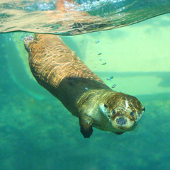 The European Otter - Lutra lutra playing and hunting underwater. This animal is dangerous pest for...