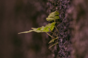 sprout in stone wall