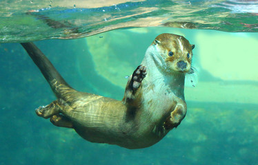 The European Otter - Lutra lutra playing and hunting underwater. This animal is dangerous pest for...