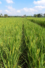 Large green field of sticky rice growing.