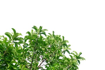 Obraz premium Elephant apple tree with leaves branches and sunlight on white isolated background for green foliage backdrop 