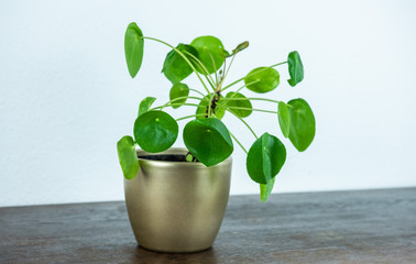 Zimmerpflanzen - Pilea