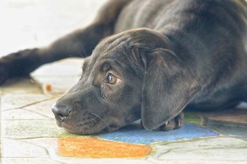 Close up cute face of black puppy out sitting on ground floor in outdoor place