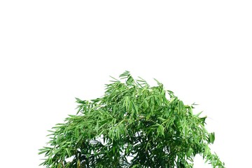 Bamboo leaves with twigs on white isolated background for green foliage backdrop 