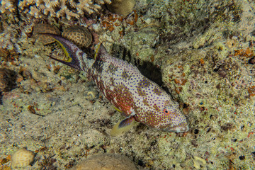 Coral reefs and water plants in the Red Sea, Eilat Israel