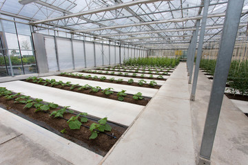 Obraz premium Zucchini plantation in greenhouse