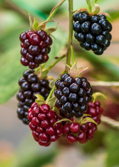 blackberries on a bush