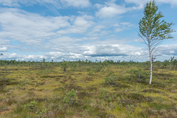 Obraz premium moor mukri estonia