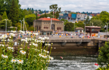 Ballard Locks Beyond Daisies near Seattle