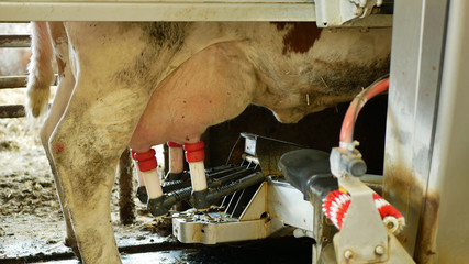 Robotic cow milking machine unique intelligent robotic arm detail laser guided teat attachment....