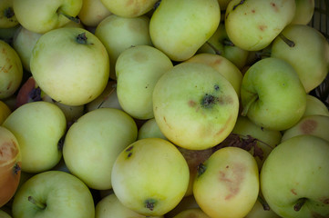 Ripe yellow, green apples from countryside garden.