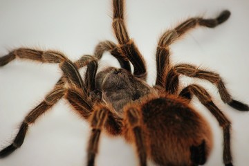spider on white background