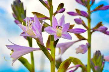 Flowers Hostas on a background of blue sky. Natural background, blank for greeting card, poster and design.