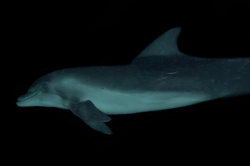 Dolphin swimming with divers in the Red Sea, Eilat Israel