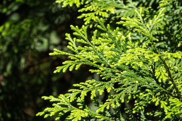 Green branches and young leaves of a thuja tree.