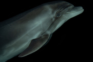 Fototapeta premium Dolphin swimming with divers in the Red Sea, Eilat Israel