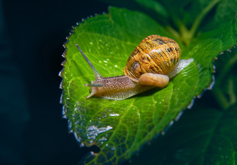 Live snail eating in the green leaves drenched by rain.