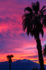 Sunset and palm trees