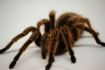 spider on white background