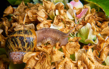 Live snail eating in the green leaves drenched by rain.
