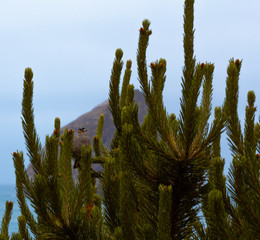 ave posando con montana de fondo