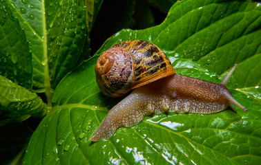 Live snail eating in the green leaves drenched by rain.