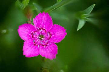 Dianthus Deltoides single pink flower close up