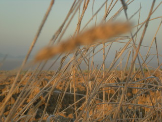 Obraz premium Epi de blé