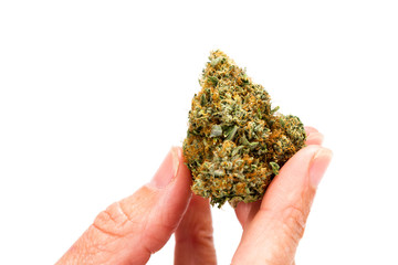 holding a clipped bud