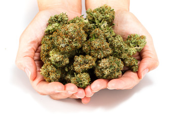 hands on cannabis